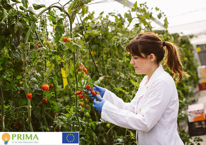 El proyecto MEDITOMATO de Grupo La Caña, seleccionado para ser financiado por un programa internacional